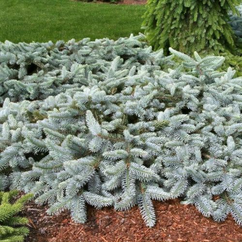 Picea pungens 'Procumbens' - Shoot