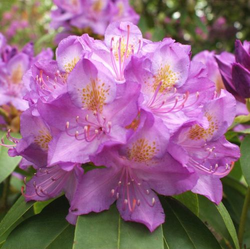 Rhododendron 'Purpureum Grandiflorum' - Shoot