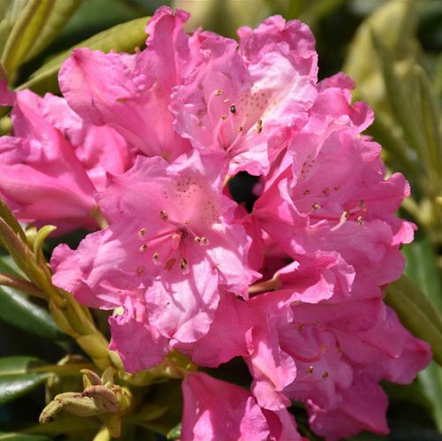 Rhododendron 'Haaga' - Shoot
