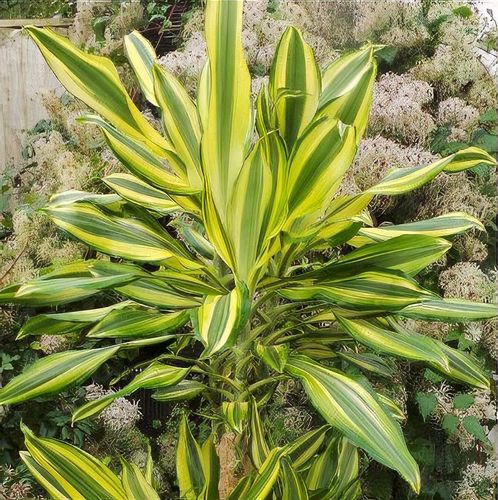 red edge dracaena Large Dracaena Marginata Red Dragon'