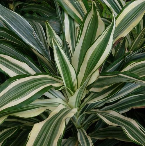 Dracaena fragrans (Deremensis Group) 'Warneckei' - Shoot