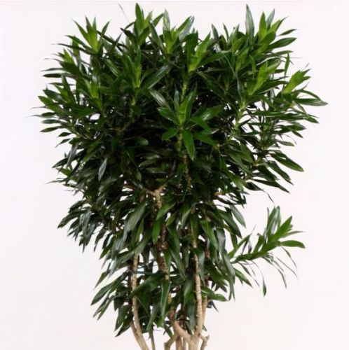 Dracaena reflexa - Shoot