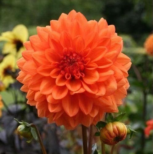 Ｄahlia☆様 Dahlia Zippity Do Da | Peter Nyssen | Buy Flower Bulbs and