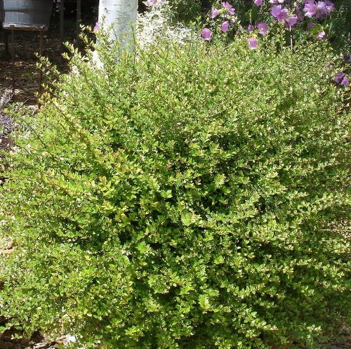 liguster fertighecke kaufen Liguster – Ligustrum vulgare 'Atrovirens' (Hecke) – Blupf by Kitzinger main image 1