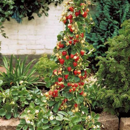 Fragaria x ananassa 'Mount Everest' - Shoot