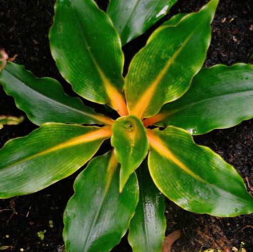 white elephant ear plant Dwarf Elephant Ear Alocacia calicora – Plant Bar HI