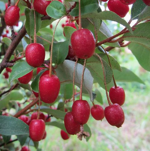 Elaeagnus multiflora 'Sweet Scarlet' - Shoot