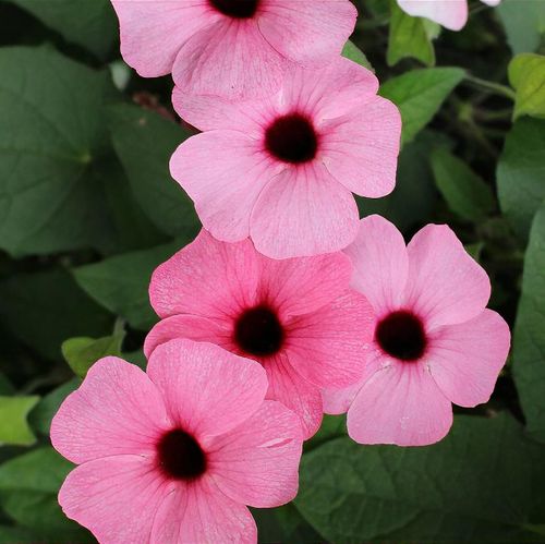 plant_27388_shoot_201906032042