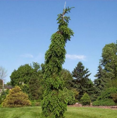 plant_27625_shoot_201908080153