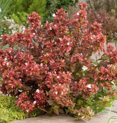 Abelia x grandiflora 'Mystic Daydream' - Shoot
