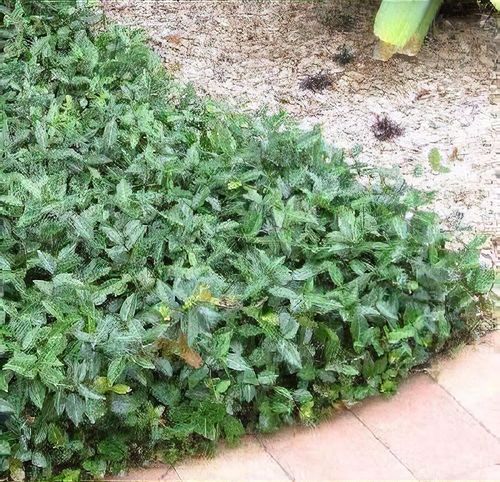 Күйеу баламмен жыныстық қатынас