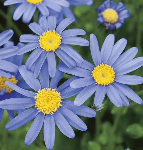 Felicia 'Pretty Blue' - Shoot