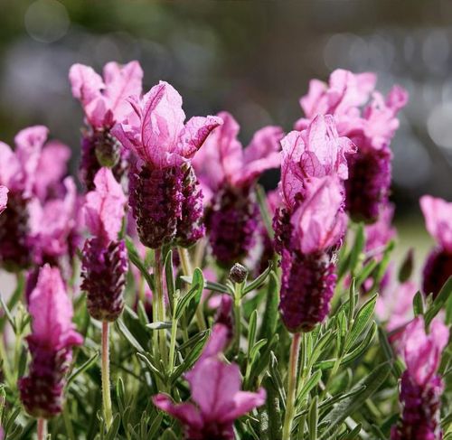 Lavandula stoechas 'Pink Summer' - Shoot
