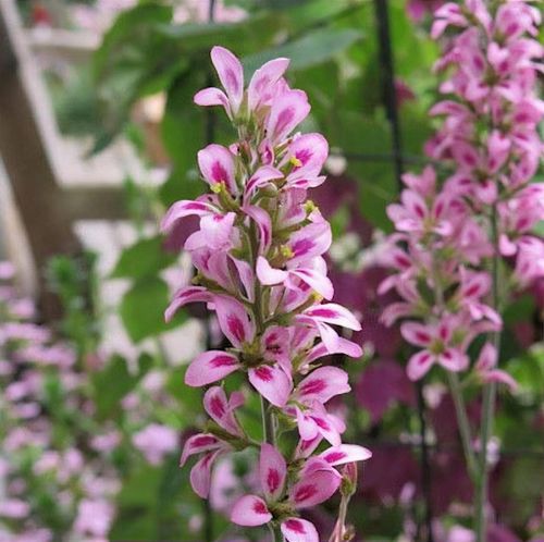 Francoa sonchifolia 'Pink Giant' - Shoot