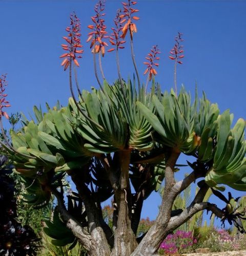 Aloe Plicatilis – Acheter Des Graines Sur