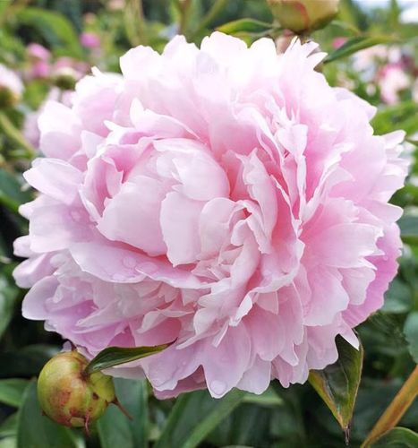Paeonia lactiflora 　アレドクラシック　イタリア製 Paeonia lactiflora 様専用 アレドクラシック イタリア製 - メルカリ