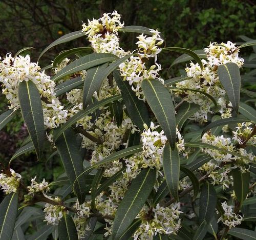 plant_28883_shoot_202006102106