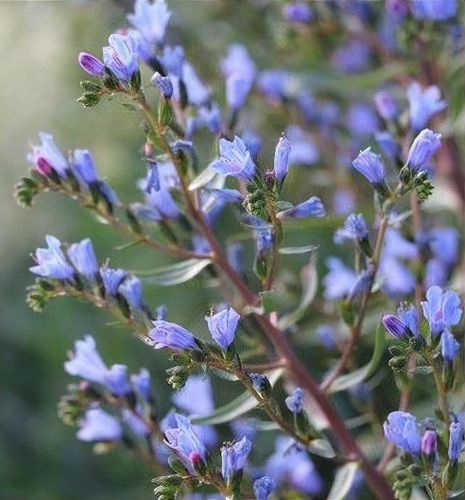 Echium gentianoides 'Tajinaste' - Shoot