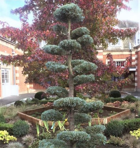 Cupressus arizonica Niwaki form - Shoot