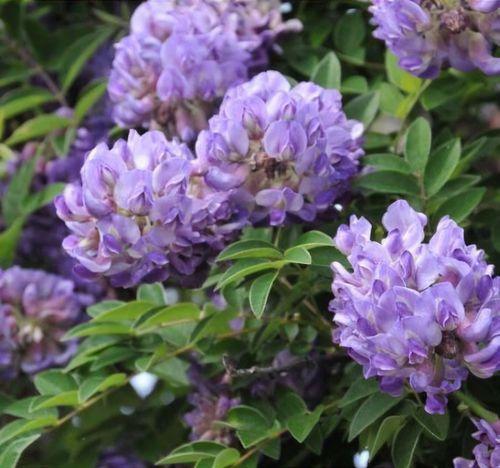 Wisteria frutescens 'Longwood Purple' - Shoot