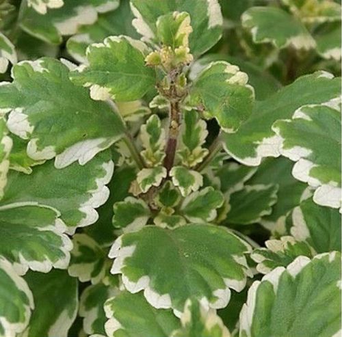 Plectranthus forsteri 'Marginatus' - Shoot