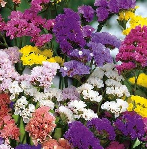 plant_29726_shoot_202101062324