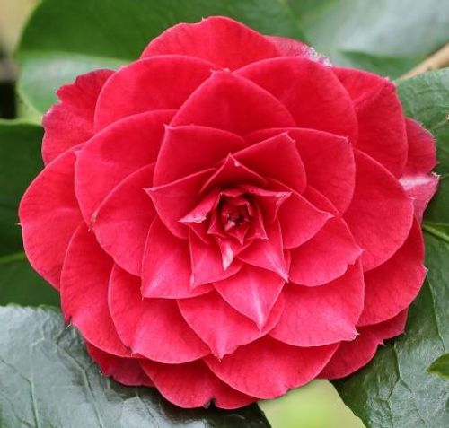 Camellia japonica 'Madame Lebois' - Shoot