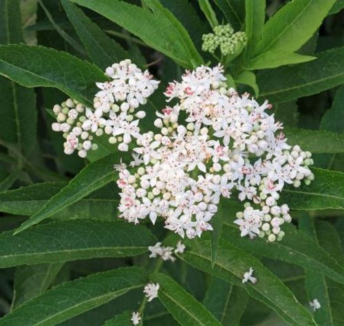 Sambucus ebulus - Shoot