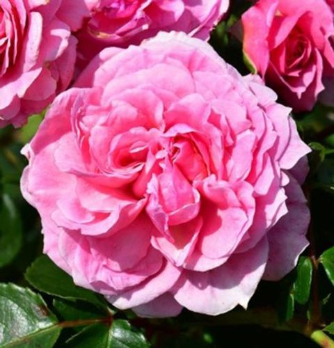 Rose Called Pippin