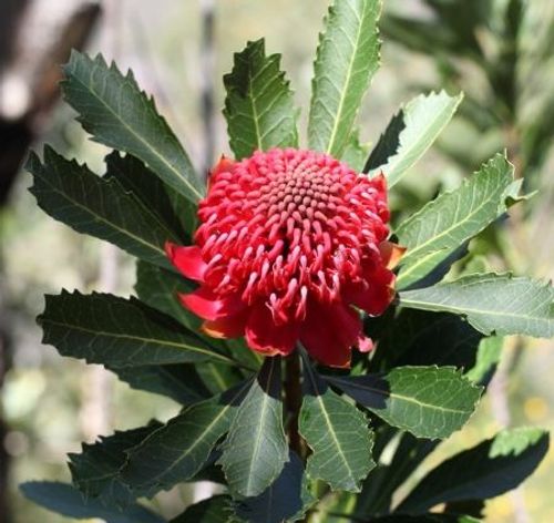 Telopea speciosissima - Shoot