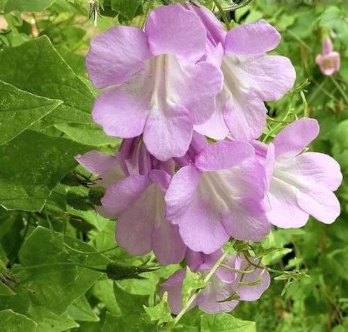 783☘️１年以上管理☘️6号☘️⭐️ATLAS⭐️PinkIceHyb⭐️Ashwood⭐️ Collections Archives | Ashwood Nurseries