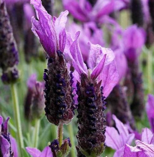 plant_31182_shoot_202108122231