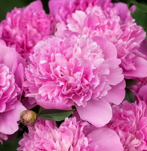 Paeonia lactiflora 　アレドクラシック　イタリア製 Paeonia lactiflora アレドクラシック イタリア製 Paeonia lactiflora