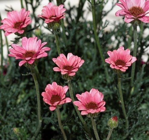 plant_32090_shoot_202204252238