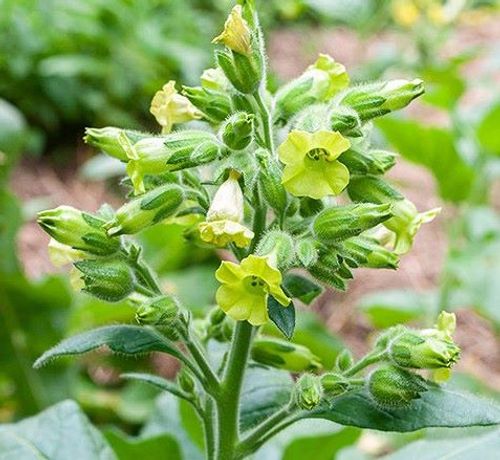 tobacco plant with yellow flowers Nicotiana rustica