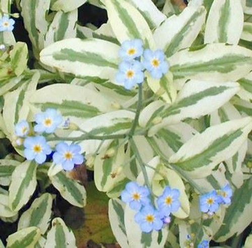 plant_32509_shoot_202208162211