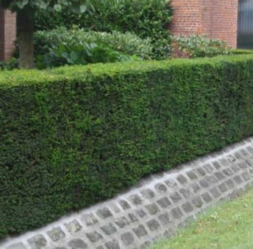 Taxus baccata (any hedge) - Shoot