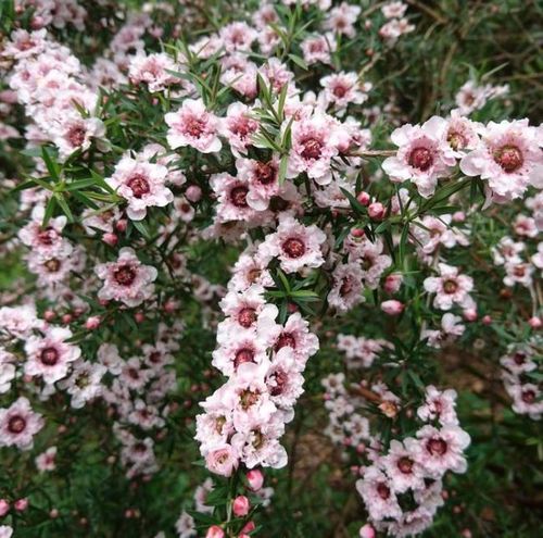 Leptospermum scoparium 'Appleblossom' - Shoot