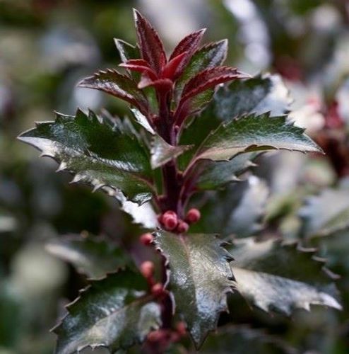 Ilex x meserveae 'Anny's Dwarf' - Shoot
