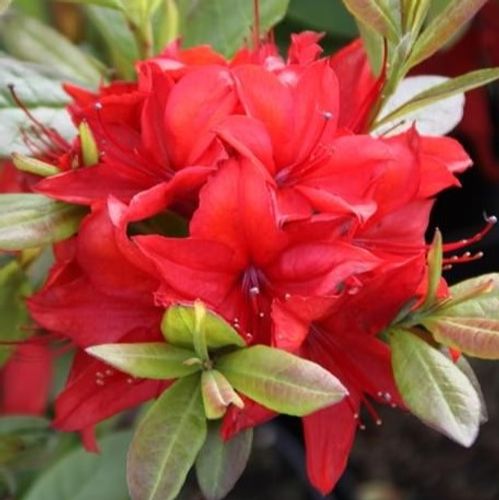 Rhododendron 'Nabucco' - Shoot