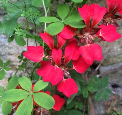 calandiva plant Kalanchoe calandiva 'Red' – Vern Goers Greenhouse main image 1