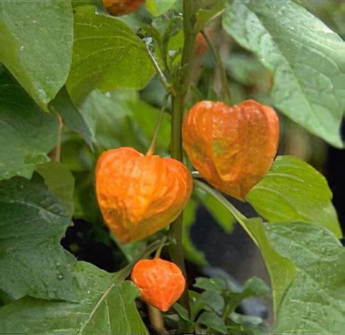 Physalis alkekengi var. franchetii - Shoot