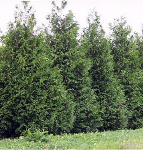 Thuja plicata 'Excelsa' - Shoot