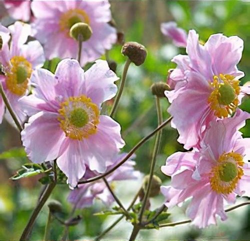 plant_anemone_tomentosa___robu