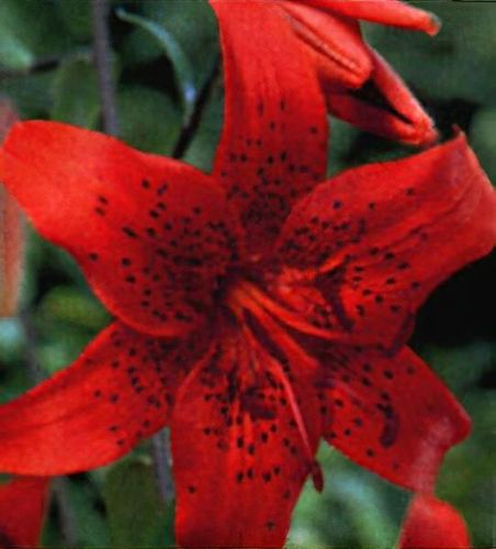 Lilium lancifolium 'Red Tiger' - Shoot