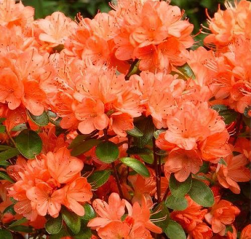 Rhododendron 'Geisha Orange' - Shoot