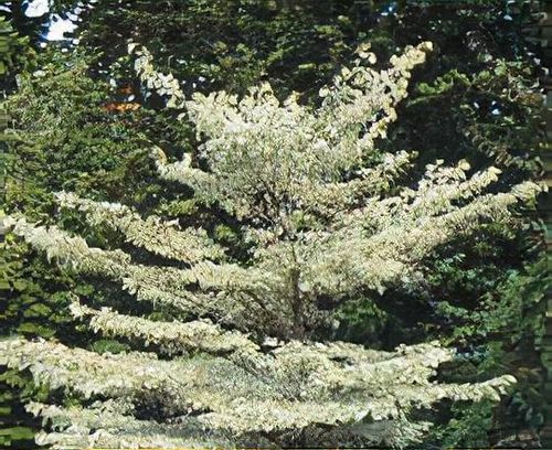 Cornus alternifolia 'Argentea' - Shoot