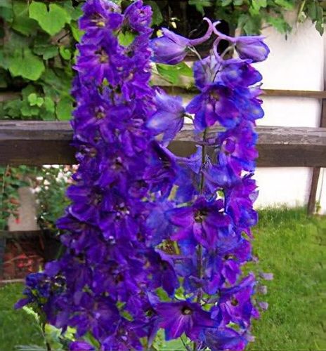 plant_delphinium___dark_blue_b