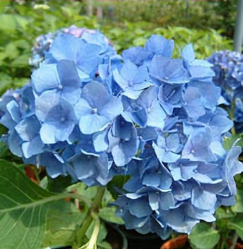 plant_hydrangea_macrophylla___