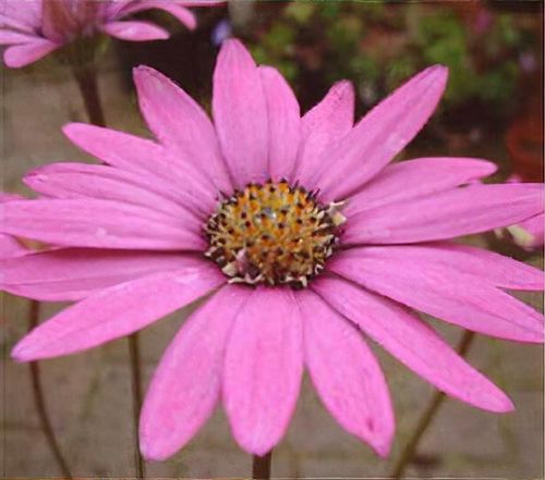 ジュエルオーキッド,salmoneum stardust 楽天市場】（観葉植物）洋ラン ボトルドオーキッド スイング